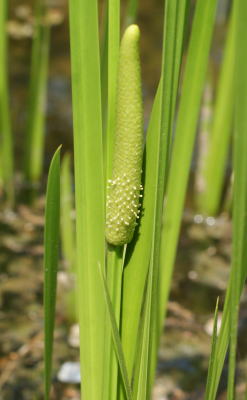 跡見群芳譜(野草譜 ショウブ)